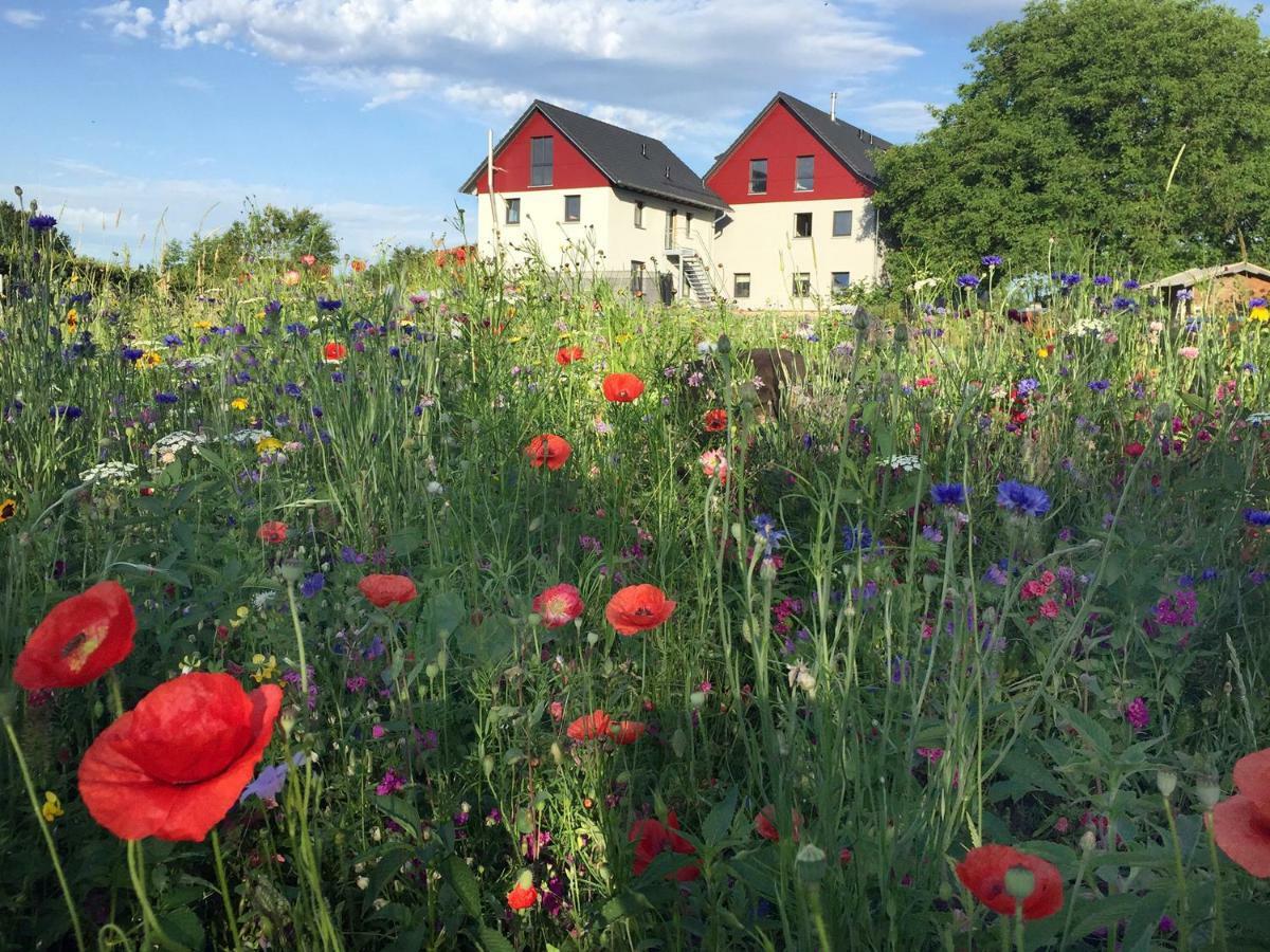 Ferienwohnung Bienenhaeusle In Gruenkraut / Ravensburg Grunkraut Esterno foto